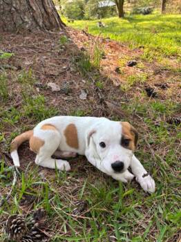 Great Pyrenees and Boxer Dogs Available for Adoption - Roly Poly | PetCurious