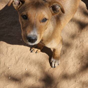 Rescue Shepherd Dogs for Adoption in Midland, Texas - Ray | PetCurious