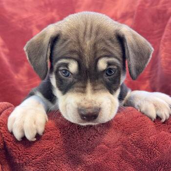 Phoenix Pup - Cardinals -  Rat Terrier and Beagle Dog for Adoption in San Diego, California - Phoenix Pup - Cardinals | PetCurious