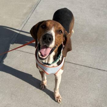 American Foxhound Dogs Available for Adoption - Alfred | PetCurious