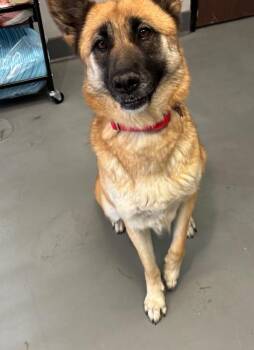 German Shepherd Dog and Mixed Breed Dogs Available for Adoption - Princess | PetCurious