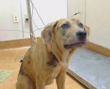 THUMBELINA -  Catahoula Leopard Dog and Mixed Breed Dog for Adoption in Sacramento, California - THUMBELINA | PetCurious