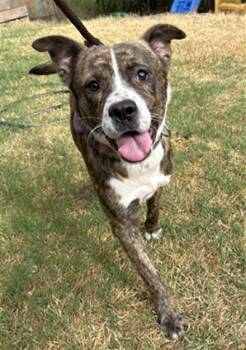 A479707 -  Pit Bull Terrier and Mixed Breed Dog for Adoption in Oklahoma City, Oklahoma - A479707 | PetCurious