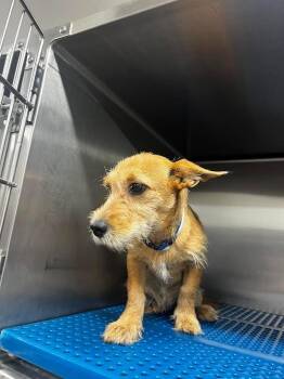 Jerry -  Terrier Dog for Adoption in Nacogdoches, Texas - Jerry | PetCurious
