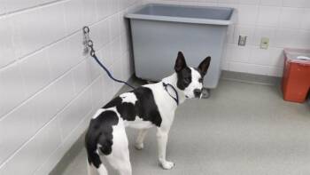 Bull Terrier and Mixed Breed Dogs Available for Adoption - TEACUP | PetCurious