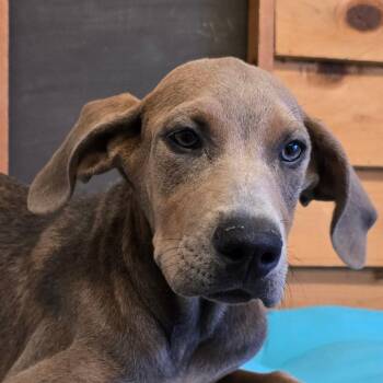 Doberman Pinscher and Mixed Breed Dogs Available for Adoption in Wickenburg, Arizona - Carmella | PetCurious