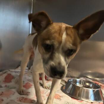 Chi -  Mixed Breed Dog for Adoption in Asheville, North Carolina - Chi | PetCurious