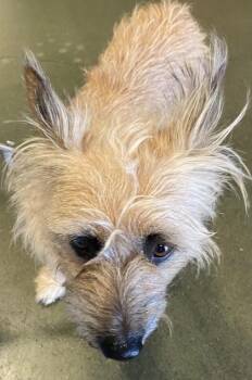 Cairn Terrier and Mixed Breed Dogs Available for Adoption - Kolohe | PetCurious