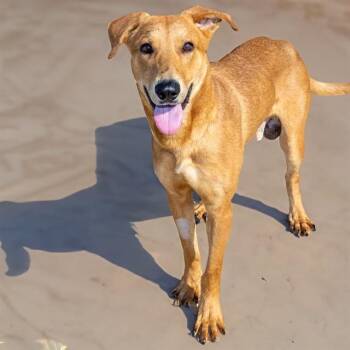 RAMON -  German Shepherd Dog and Labrador Retriever Dog for Adoption in St. Louis, Missouri - RAMON | PetCurious