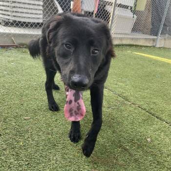 Rescue German Shepherd Dog and Chow Chow Dogs for Adoption in Galveston, Texas - Drifter | PetCurious