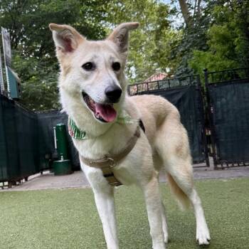 Rescue Canaan Dog Dogs for Adoption in New York, New York - Prima | PetCurious