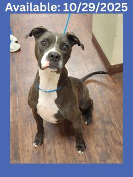 Rescue Pit Bull Terrier and Mixed Breed Dogs for Adoption in Greenville, Texas - Dog Kennel #34 Capone | PetCurious