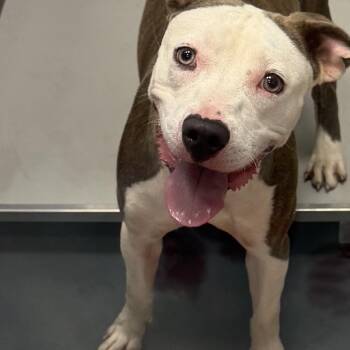 Nayeli -  Mixed Breed Dog for Adoption in Allentown, Pennsylvania - Nayeli | PetCurious