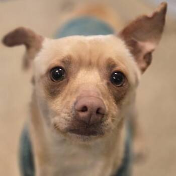 West Highland White Terrier Westie Dogs Available for Adoption in Sonoma, California - Yeti | PetCurious