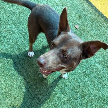 Granola -  Mixed Breed Dog for Adoption in Greensboro, North Carolina - Granola | PetCurious