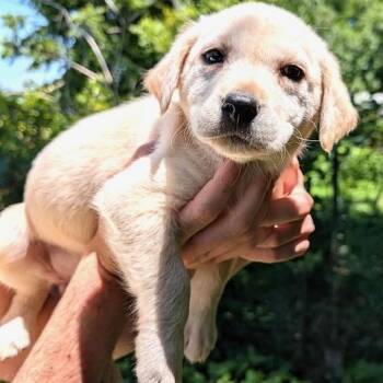 Rose Evergreen -  Yellow Labrador Retriever and Golden Retriever Dog for Adoption in Andover, Massachusetts - Rose Evergreen | PetCurious