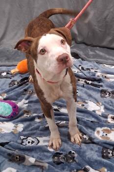 Gordy -  Pit Bull Terrier Dog for Adoption in Shepherdsville, Kentucky - Gordy | PetCurious