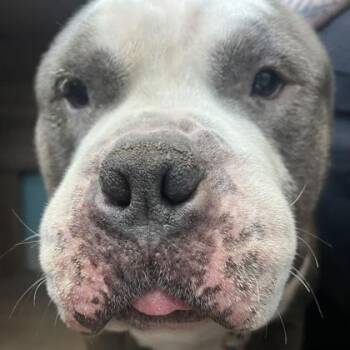 Semi -  Mixed Breed Dog for Adoption in Janesville, Wisconsin - Semi | PetCurious