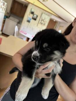 Gaffer (Soccer Litter) -  Husky and Shepherd Dog for Adoption in Holly Springs, North Carolina - Gaffer (Soccer Litter) | PetCurious