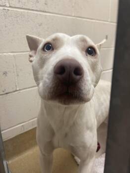 Martha -  Mixed Breed Dog for Adoption in Grand Forks, North Dakota - Martha | PetCurious