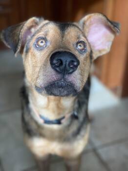Angus -  Mixed Breed Dog for Adoption in Lacon, Illinois - Angus | PetCurious