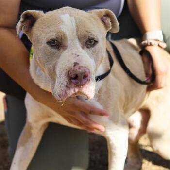 American Staffordshire Terrier Dogs Available for Adoption - ZORDON | PetCurious