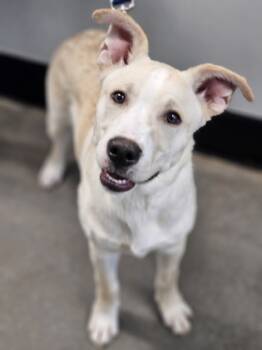 Rescue Mixed Breed Dogs for Adoption in West Chester, Pennsylvania - Cannon | PetCurious