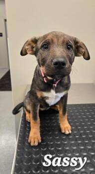 Sassy Yrly 436 -  Hound Dog for Adoption in Sidney, Ohio - Sassy Yrly 436 | PetCurious