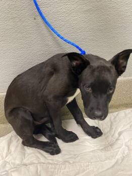 NOLASCO -  Australian Cattle Dog Blue Heeler and Mixed Breed Dog for Adoption in Las Vegas, Nevada - NOLASCO | PetCurious