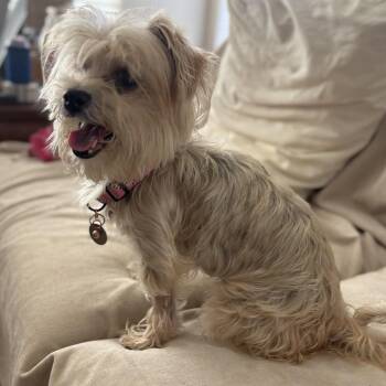 Jessi -  Terrier Dog for Adoption in Houston, Texas - Jessi | PetCurious