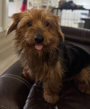 Yorkshire Terrier and Mixed Breed Dogs Available for Adoption - Winston | PetCurious