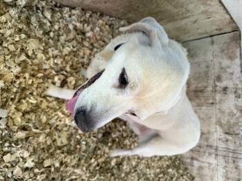 Rescue Yellow Labrador Retriever Dogs for Adoption in Fries, Virginia - Lily | PetCurious
