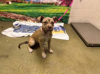 A554227 -  Pit Bull Terrier and Mixed Breed Dog for Adoption in Moreno Valley, California - A554227 | PetCurious