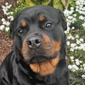 Rescue Rottweiler Dogs for Adoption in Redmond, Washington - Zoey | PetCurious