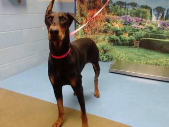 A551841 -  Doberman Pinscher and Mixed Breed Dog for Adoption in Moreno Valley, California - A551841 | PetCurious