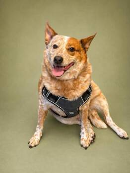 Fox Terrier and Mixed Breed Dogs Available for Adoption in Bowling Green, Kentucky - Cubone (Bonded W/ Snubble) | PetCurious