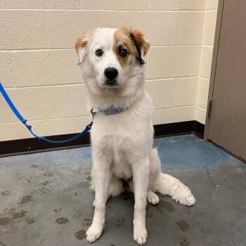Mixed Breed Dogs Available for Adoption - Winnie | PetCurious