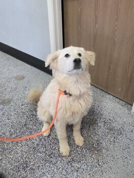 Great Pyrenees Dogs Available for Adoption - Mable | PetCurious