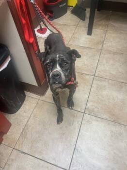 Rescue Mixed Breed Dogs for Adoption in Cincinnati, Ohio - Veggie Dip | PetCurious