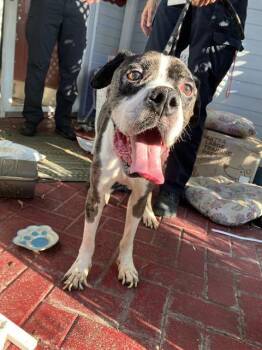 MANCHAS/MOOSE -  Mixed Breed Dog for Adoption in Dallas, Texas - MANCHAS/MOOSE | PetCurious
