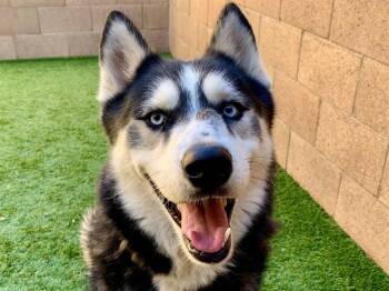 SAVE ME PLEASE Yezzy - IDA554468 -  Siberian Husky Dog for Adoption in San Marcos, California - SAVE ME PLEASE Yezzy - IDA554468 | PetCurious