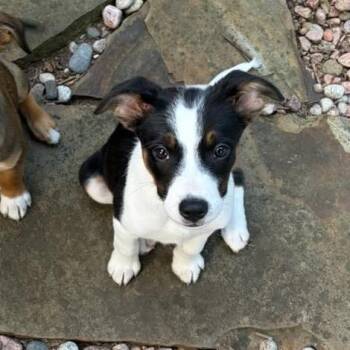 Lily -  Border Collie and Mixed Breed Dog for Adoption in Overland Park, Kansas - Lily | PetCurious
