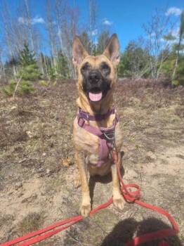 Roo Roo -  Belgian Shepherd Malinois and Mixed Breed Dog for Adoption in Gwinn, Michigan - Roo Roo | PetCurious