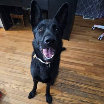 Rescue Shepherd and Mixed Breed Dogs for Adoption in Windsor, Virginia - Peanut | PetCurious