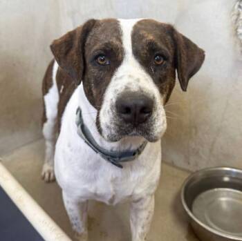 Mixed Breed Dogs Available for Adoption in Roanoke, Virginia - Grecia | PetCurious