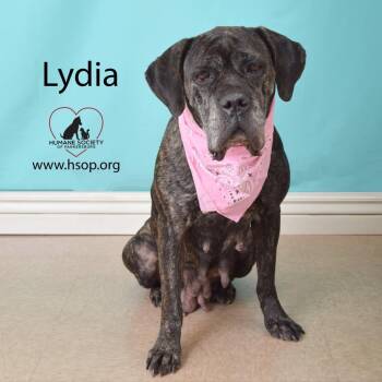 Rescue Cane Corso Dogs for Adoption in Parkersburg, West Virginia - Lydia | PetCurious