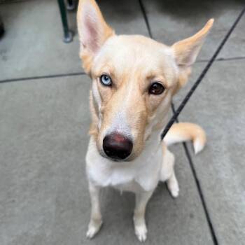 Artemis -  Husky and Mixed Breed Dog for Adoption in Matteson, Illinois - Artemis | PetCurious
