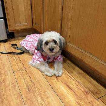 Sammy (Samantha) -  Havanese and Poodle Dog for Adoption in Corona, California - Sammy (Samantha) | PetCurious