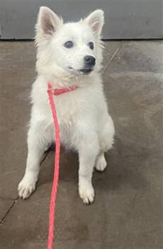 Mixed Breed Dogs Available for Adoption in Dallas, Texas - JELLY | PetCurious