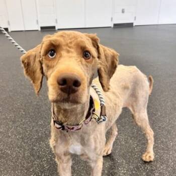 Percy -  Standard Poodle and Mixed Breed Dog for Adoption in Wheaton, Illinois - Percy | PetCurious